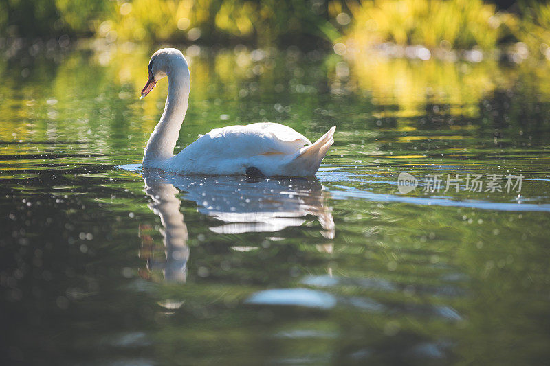 一个白天鹅在黄昏的水面上游泳