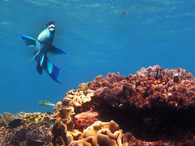 大堡礁硬珊瑚上的鹦鹉鱼