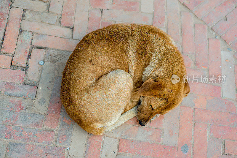 睡在尼泊尔加德满都的狗