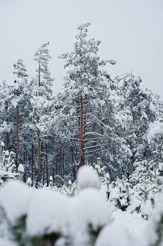 奇妙的冬日森林里白雪覆盖的大树户外拍摄