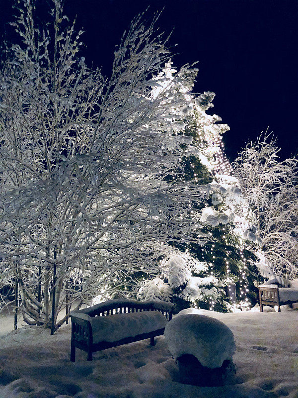 白雪覆盖的冬季景观和照亮的圣诞树