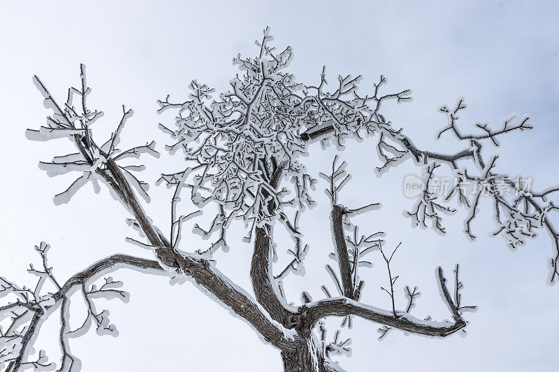 一棵树枝被厚厚的冰覆盖的光秃秃的树