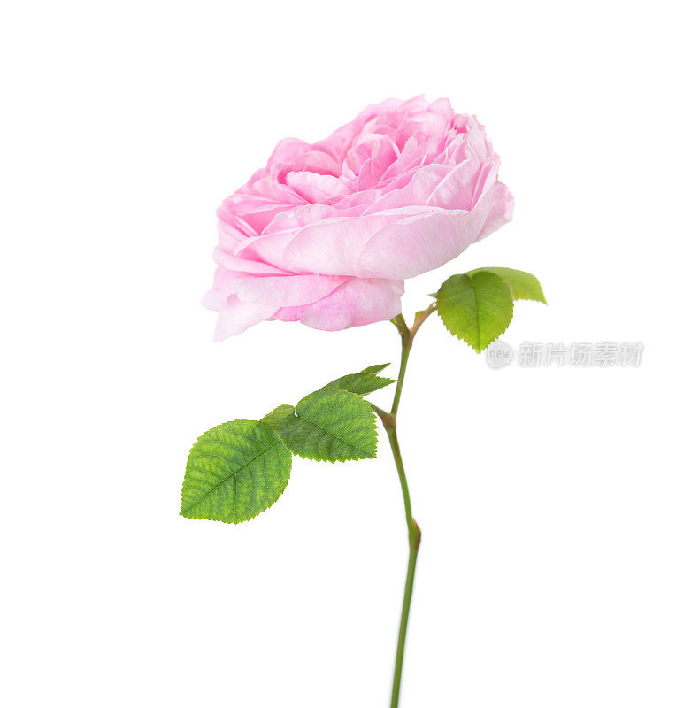 分开在白色上的浅粉红色玫瑰。茶玫瑰