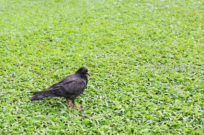 草地上的鸽子。