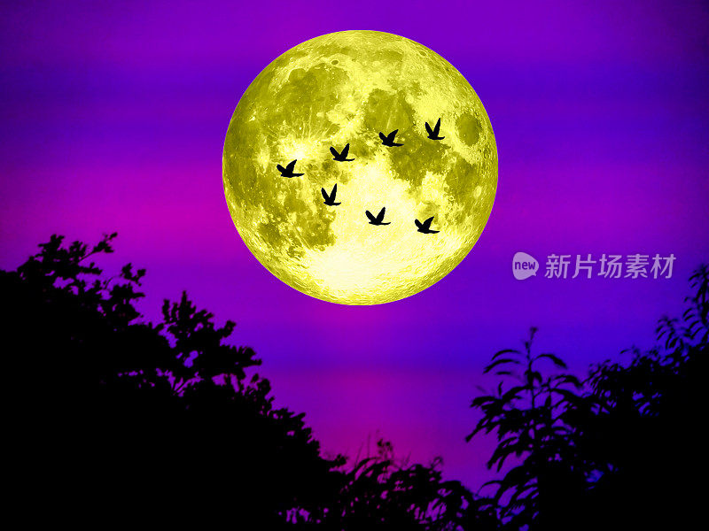 鸟儿飞回家超级月亮在明亮的夜空