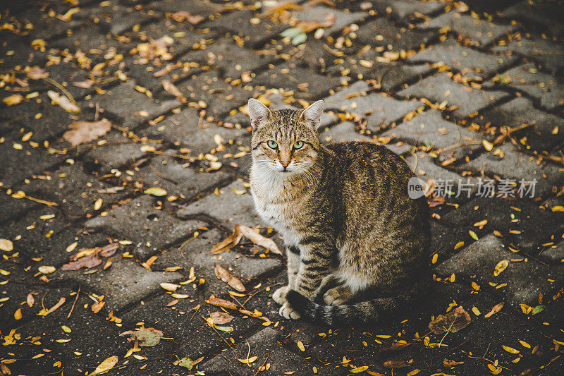 猫坐在秋叶路上