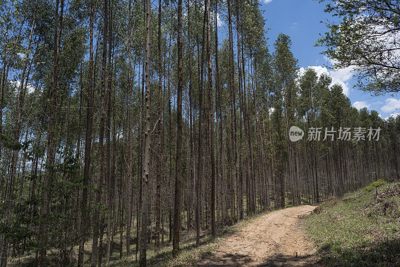 泥土路穿过桉树林