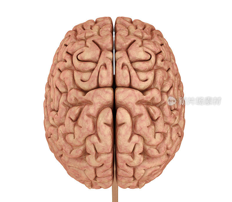 人脑3D模型，白色隔离。医用精准3D插图