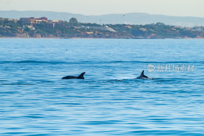 在欧洲葡萄牙阿尔加维阿尔布费拉海岸附近游泳的海豚
