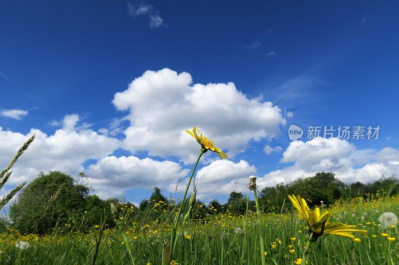 大花草地