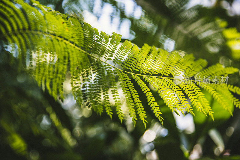 蕨类植物枝