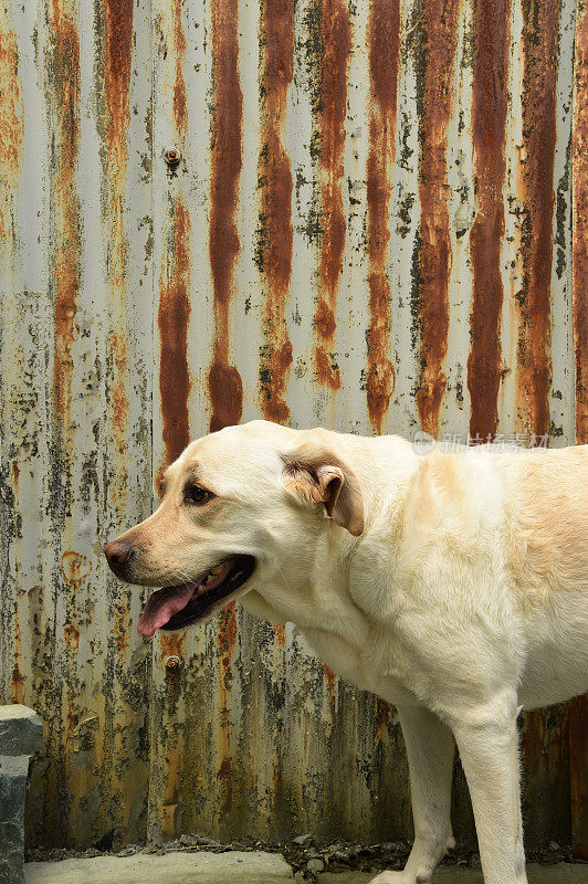 拉布拉多寻回犬和波纹金属