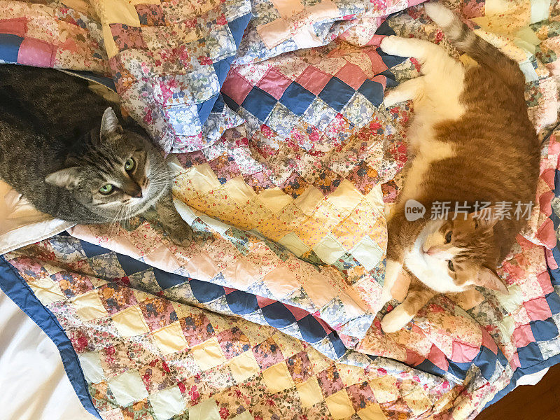 两只猫在一张床上