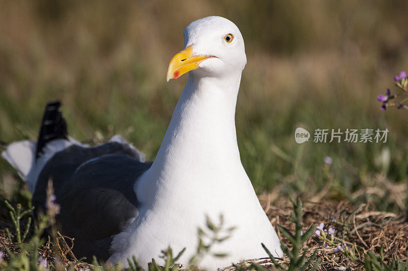 嵌套加利福尼亚海鸥