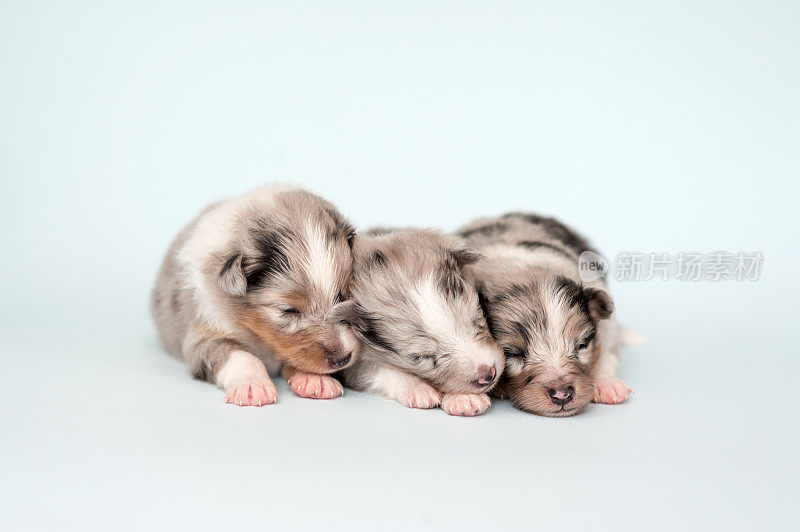 白色背景上的设得兰牧羊犬幼犬三周大