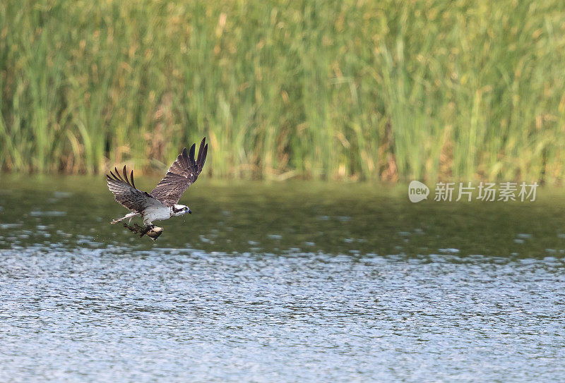 鱼鹰(鱼鹰)，也称鱼鹰