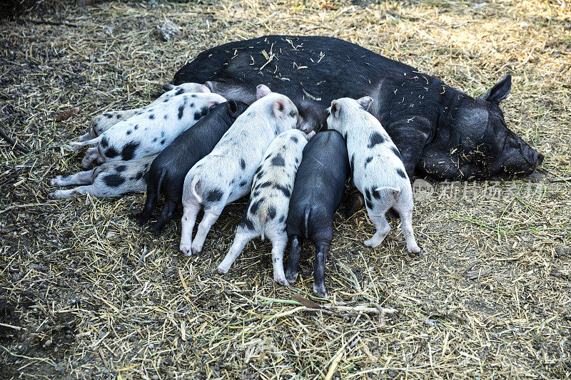 小猪吮吸母亲的乳房