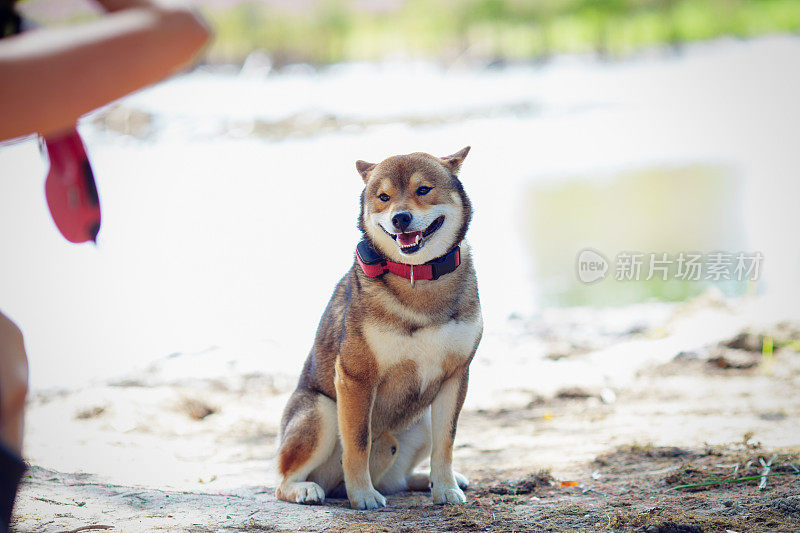 一位妇女在拍摄柴犬