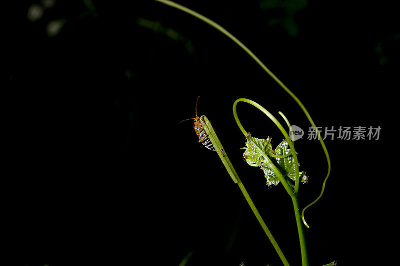 马铃薯虫在绿叶里