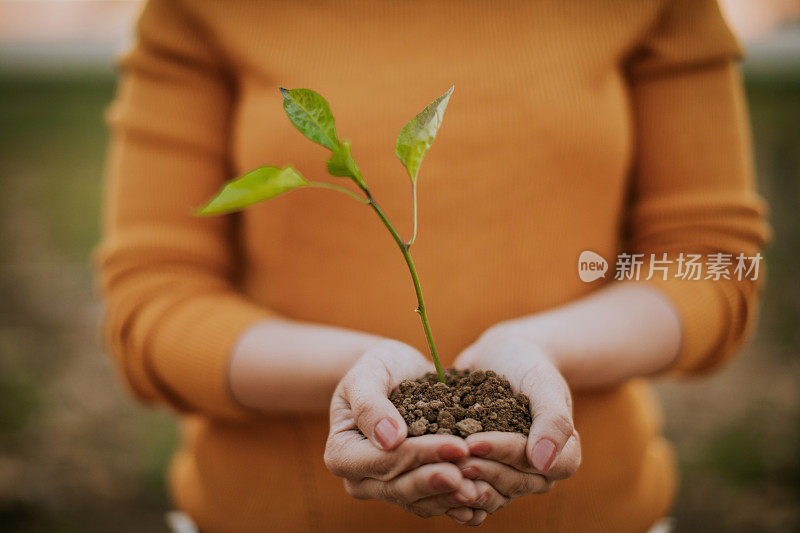 女人手捧着泥土中的小树