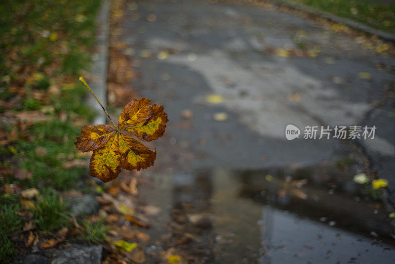 秋冬的落叶来了