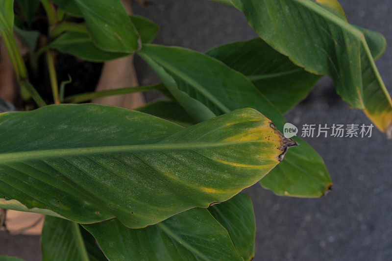 云南金莲香蕉属植物的叶
