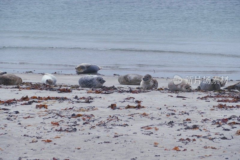 灰色海豹躺在海滩上-黑戈兰
