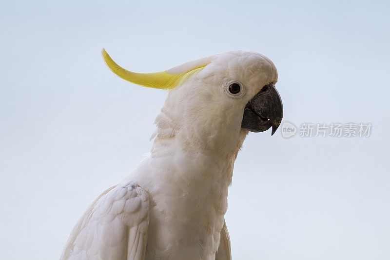 近距离观察一只凤头鹦鹉，它有白色的羽毛和羽冠