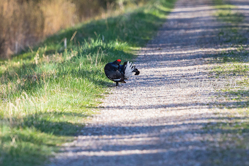 黑松鸡站在林间小路上梳理着自己的羽毛