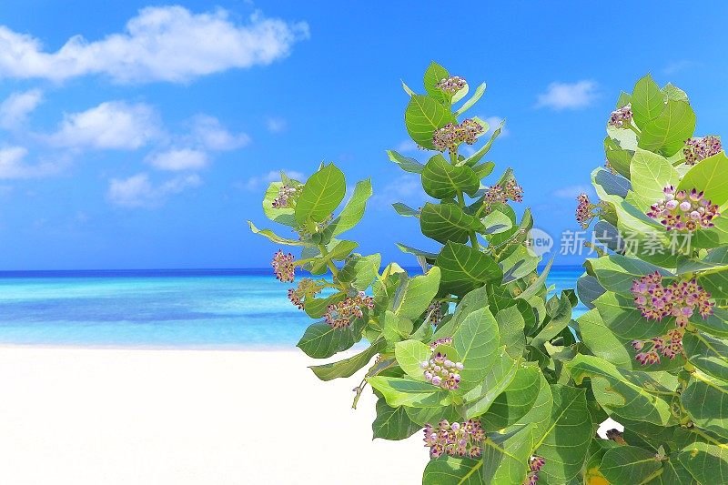田园诗般的热带海滩，鲜花和绿色的树叶，巴哈马夏季天堂，加勒比海