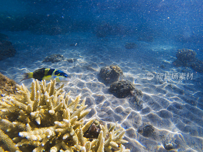 珊瑚礁动物。海洋自然。珊瑚中的海鱼。