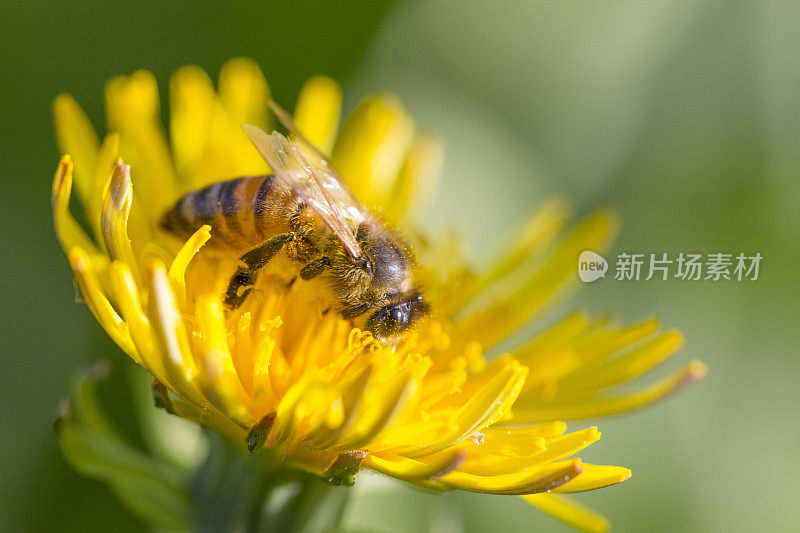 蜜蜂在蒲公英上