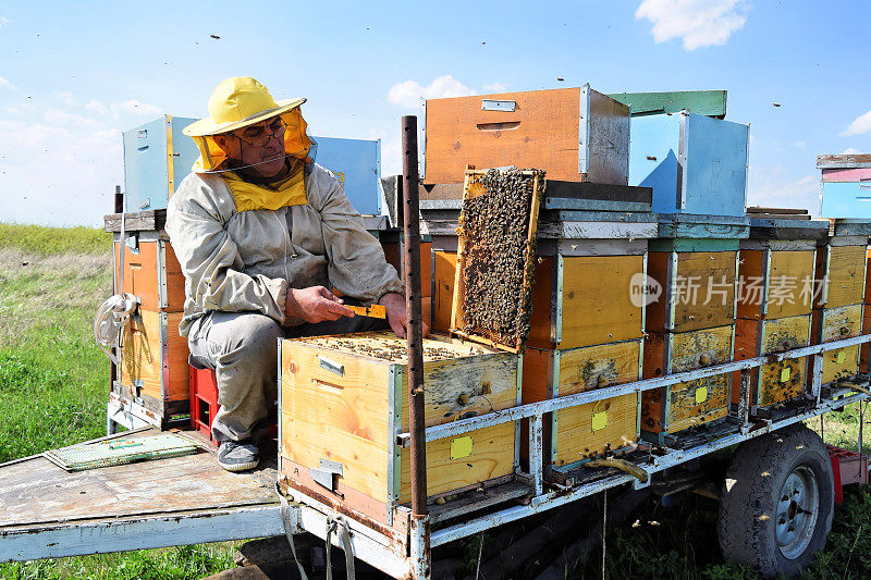养蜂人和他的蜜蜂在盛开的油菜田在春天