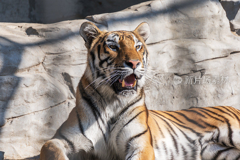 年幼的西伯利亚虎，又称东北虎。