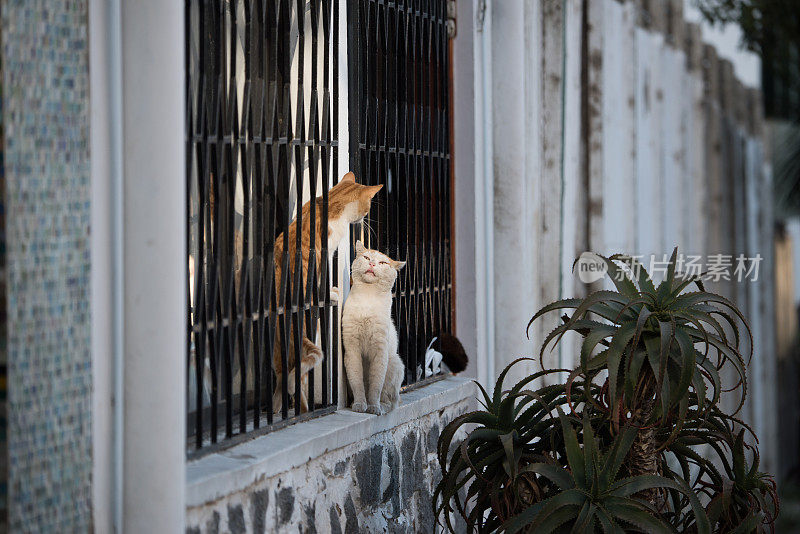 智利维纳德尔马的街头场景，墙上的猫