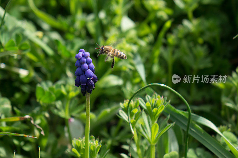 蜜蜂采摘葡萄风信子