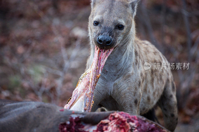 南非:斑点鬣狗