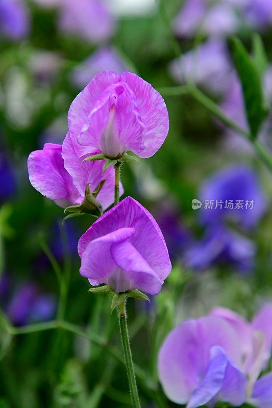 香豌豆花