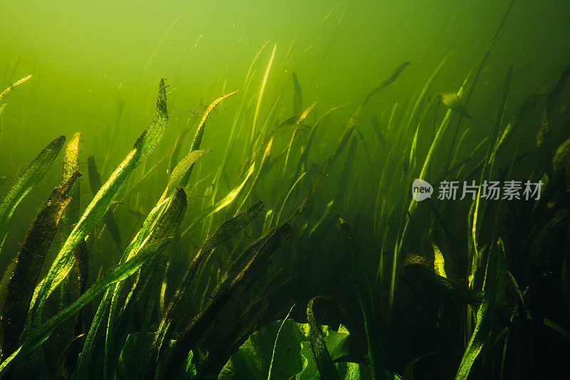 水下花园在小绿色池塘