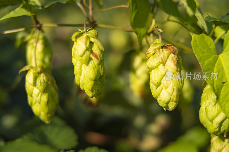 在自然界中夏季生长的啤酒花用于啤酒酿造