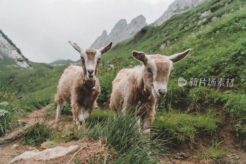 瑞士阿尔卑斯山牧场上的羊