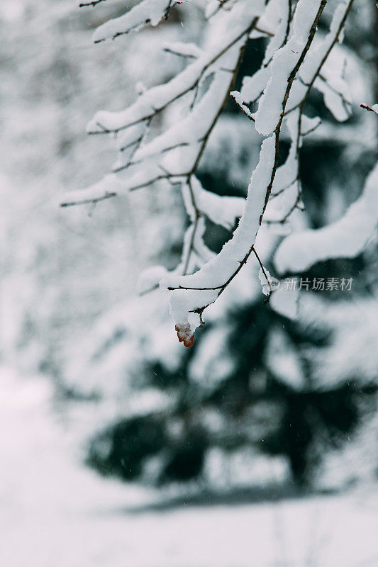 神奇的雪覆盖了树木。美丽的冬天的风景