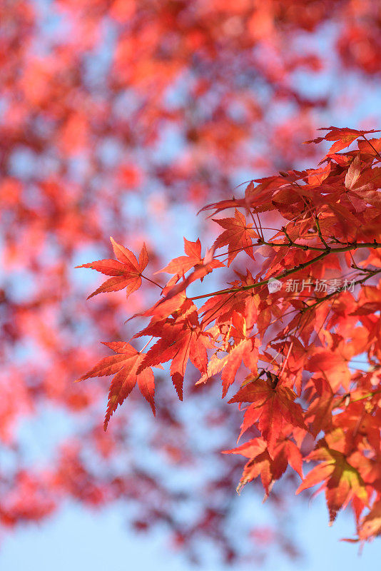 日本的红枫是秋天