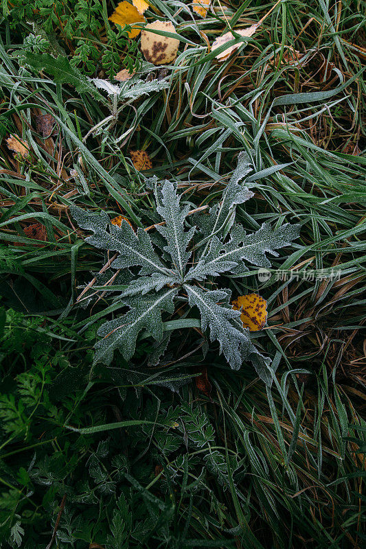 霜叶草自然背景