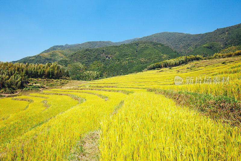 美丽的梯田景观