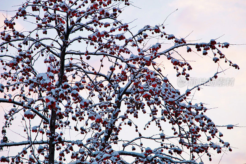 VH516雪帽红浆果