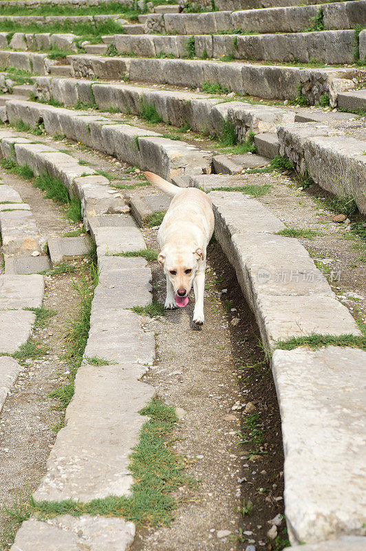 西西里的拉布拉多寻回犬