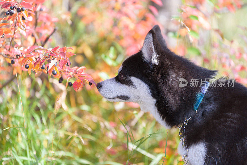 迷你哈士奇狗闻到鲜艳的花