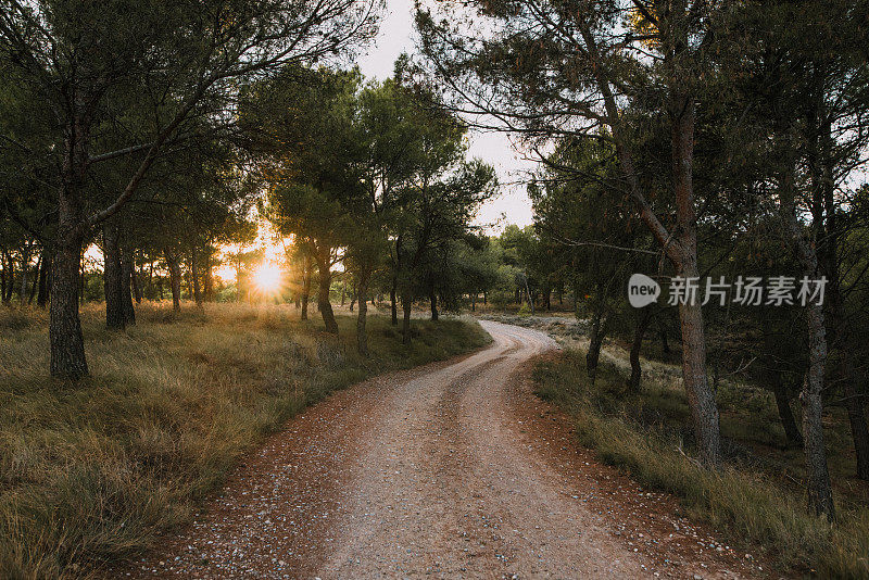 日落时森林里蜿蜒的道路