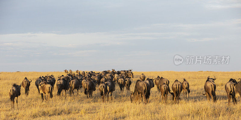 肯尼亚马赛马拉，在迁移前的美丽晨曦中的角马